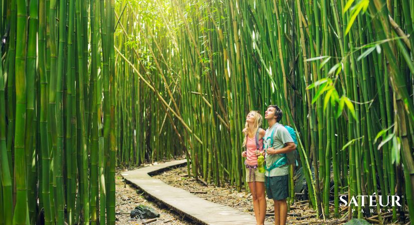 Kyoto, Giappone – Proposta sulla foresta di bambù